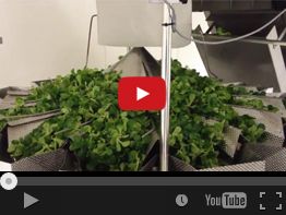 12. COMBIMAT CM-B14 FFW LETTUCE