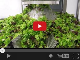 44. COMBIMAT CM-B14 FFW LETTUCE